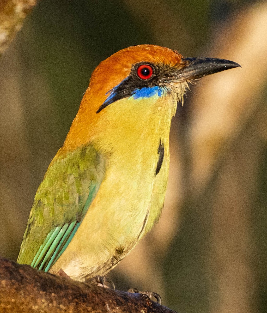 Russet-crowned Motmot - ML651493261