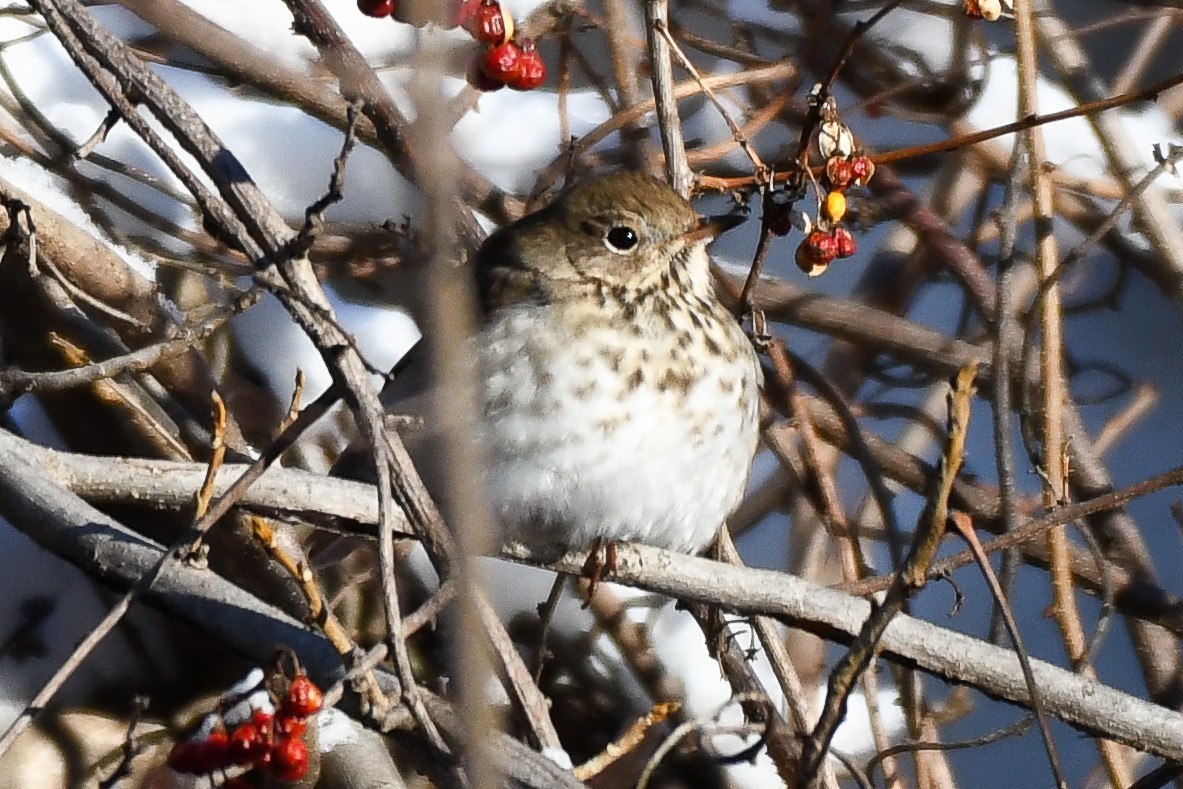 eBird Checklist - 22 Feb 2026 - Pinicon Ridge Co. Park - 11 species