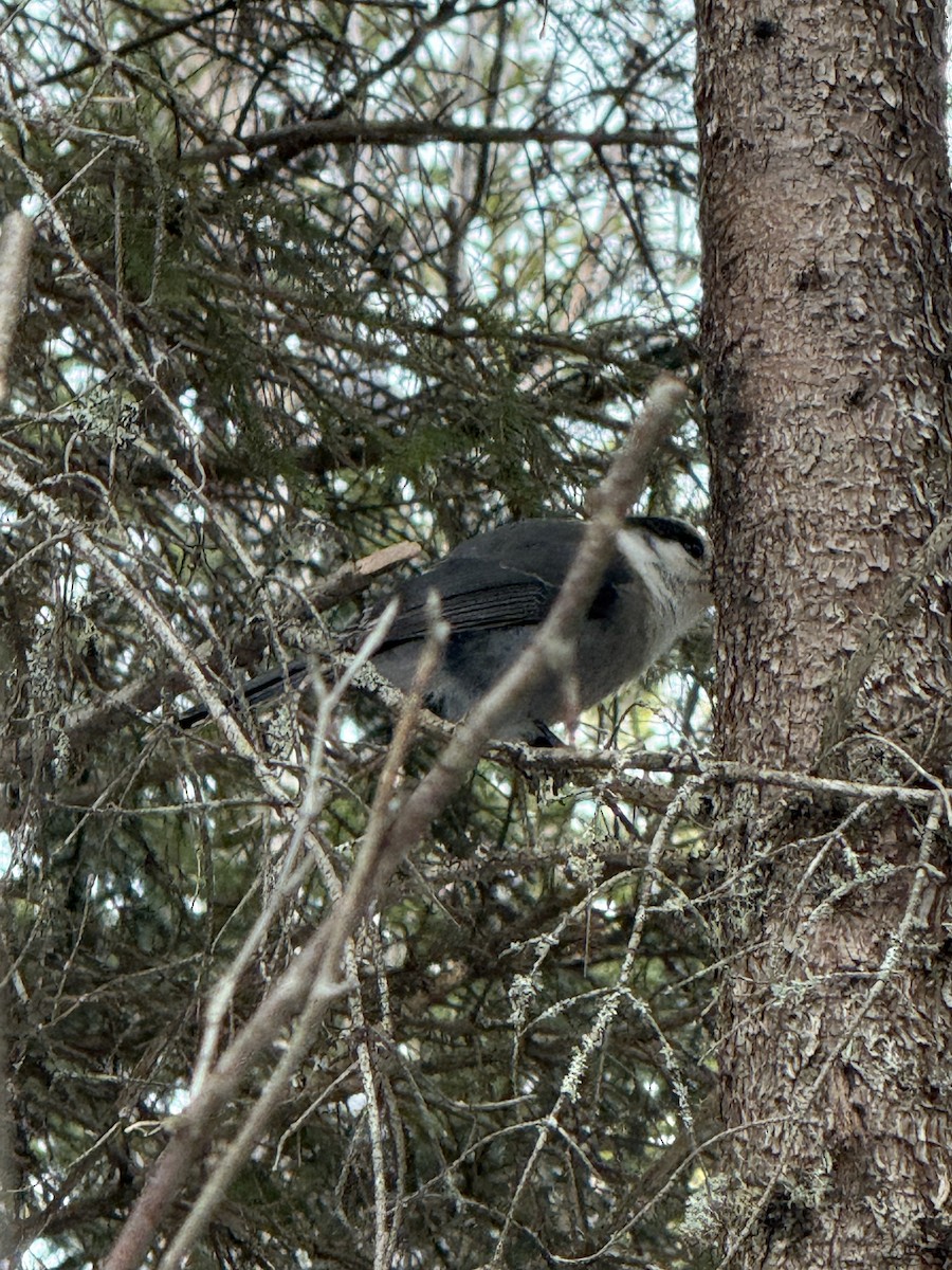 Canada Jay - ML651495264