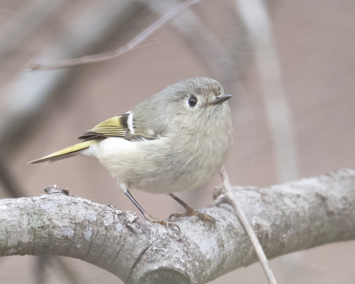 Reyezuelo Rubí - ML651495571