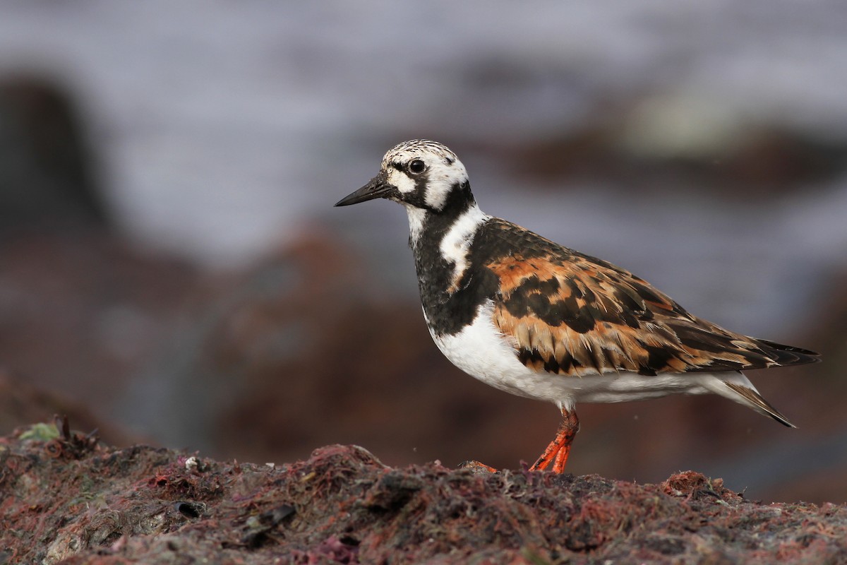 Ruddy Turnstone - Evan Lipton