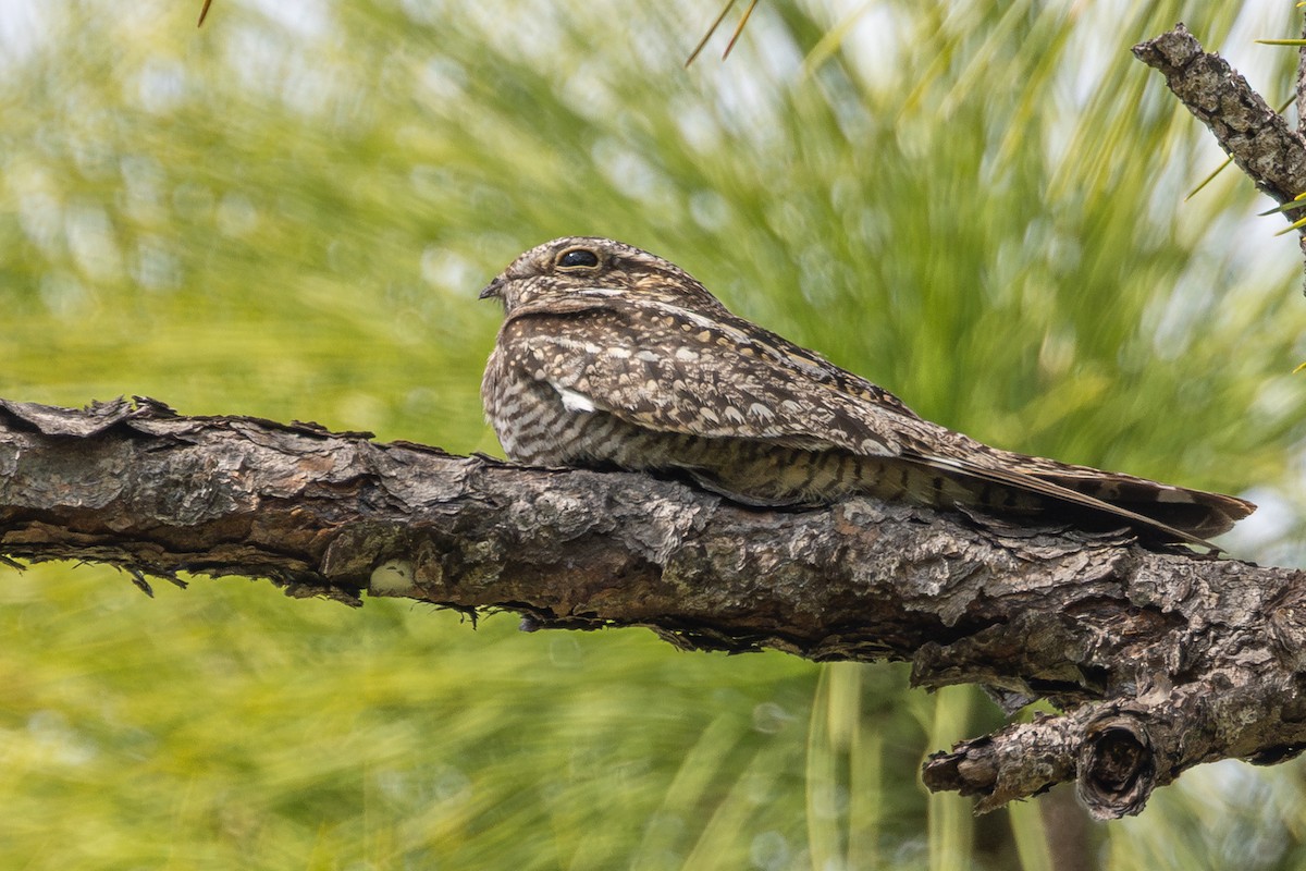 ML651496233 - Lesser Nighthawk - Macaulay Library