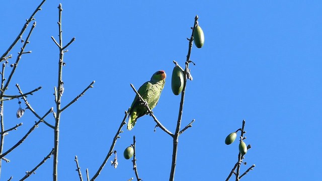 Lilac-crowned Amazon - ML651496563