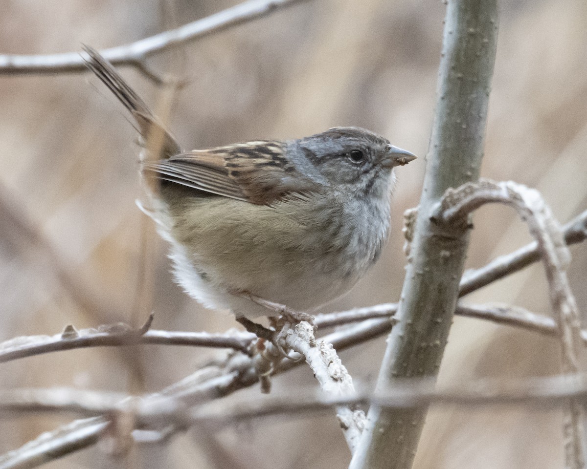 Chingolo Pantanero - ML651497511