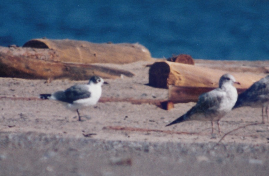 Franklin's Gull - ML651497978