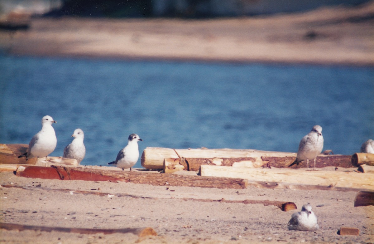 Franklin's Gull - ML651497982