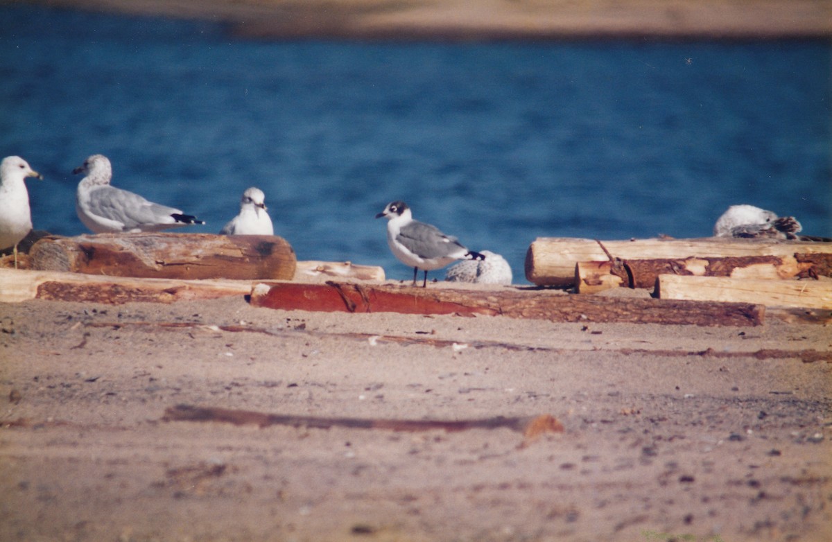 Franklin's Gull - ML651497989