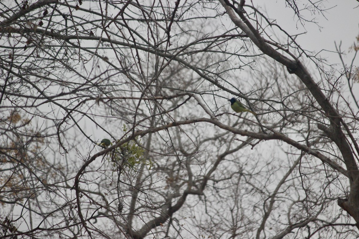 Green Jay (Green) - ML651498903