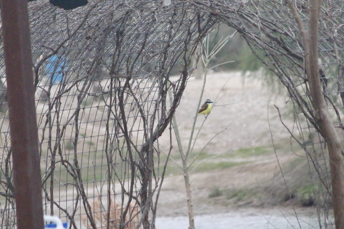 Great Kiskadee - ML651498906