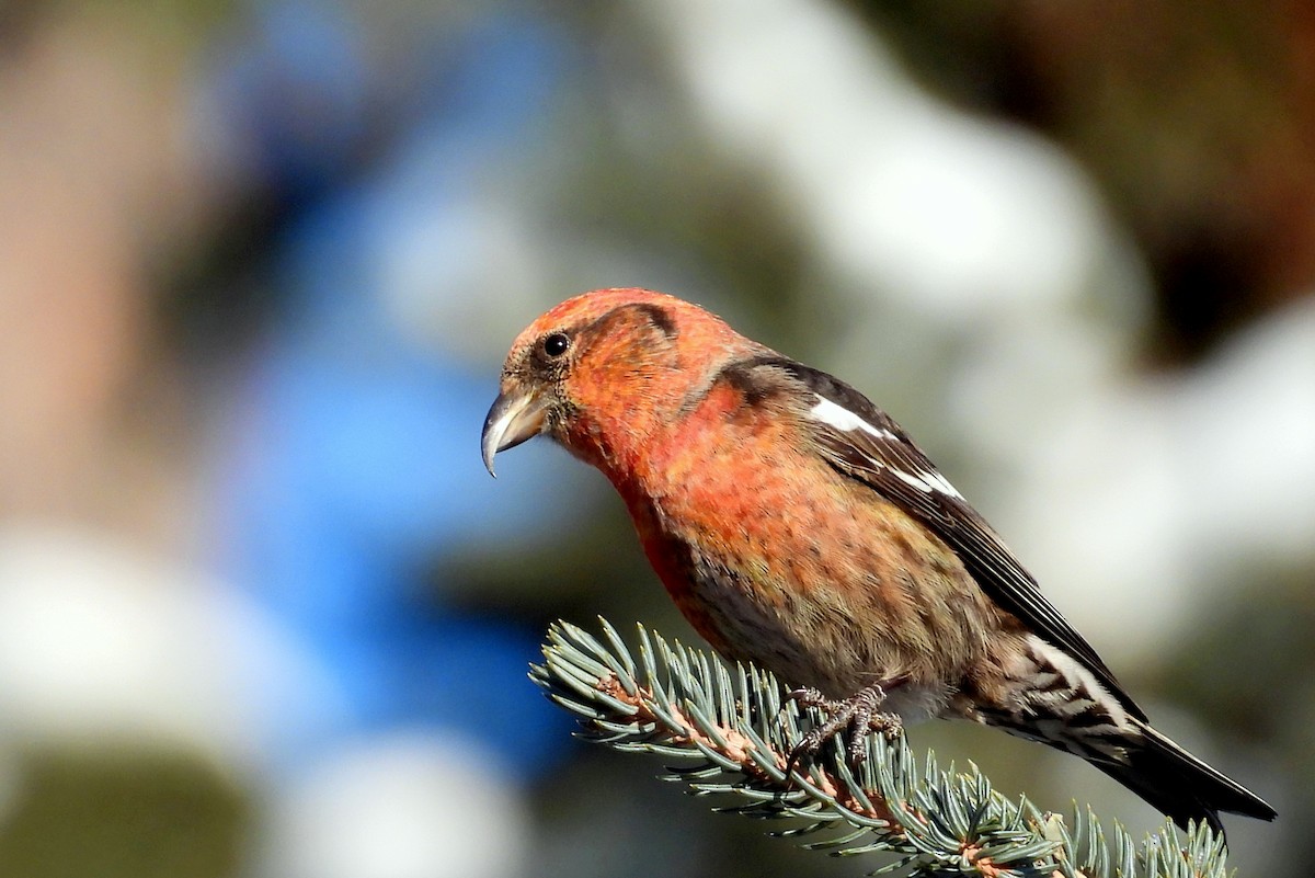 Белокрылый клёст - ML651498966