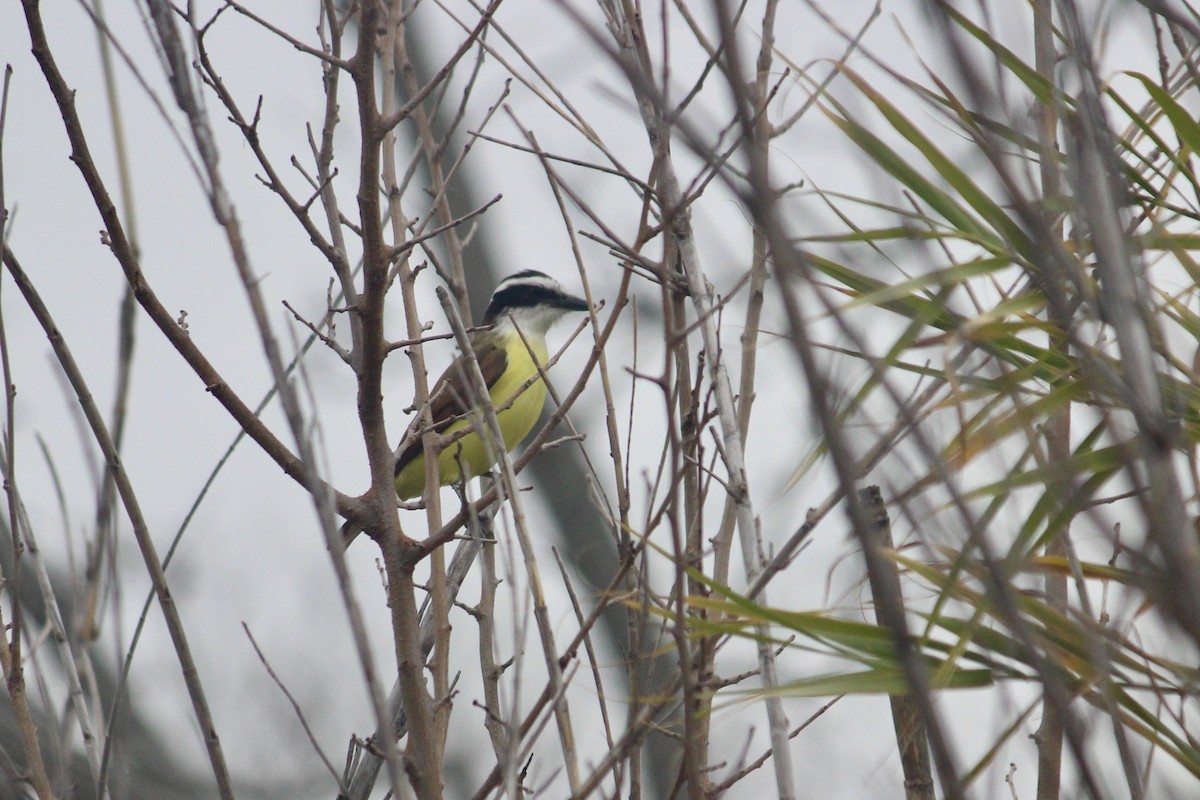 Great Kiskadee - ML651498987