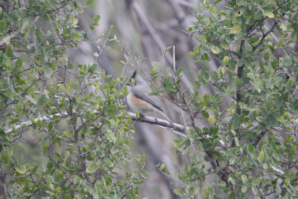 Black-crested Titmouse - ML651498994