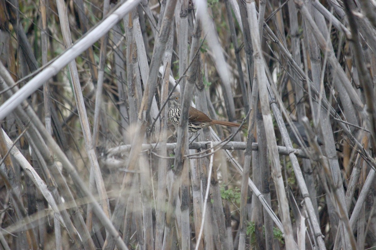 ハシナガツグミモドキ - ML651499009