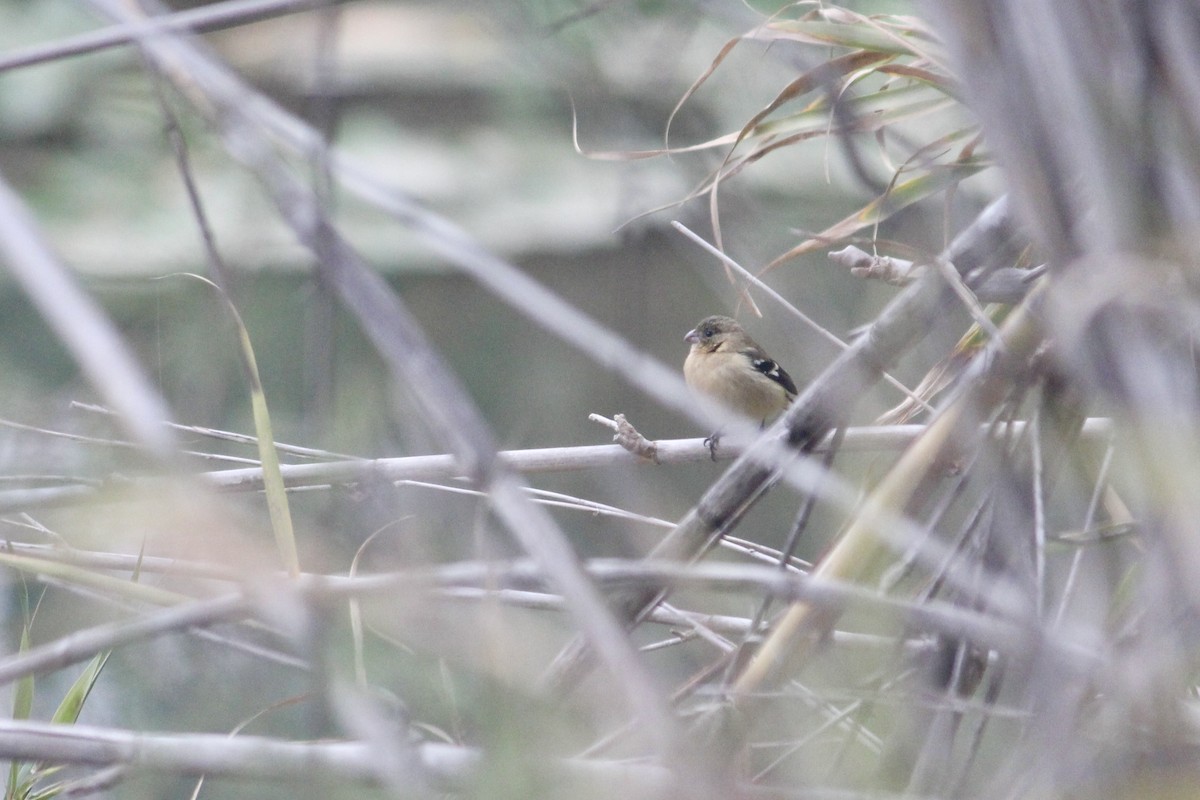 シロエリヒメウソ - ML651499019