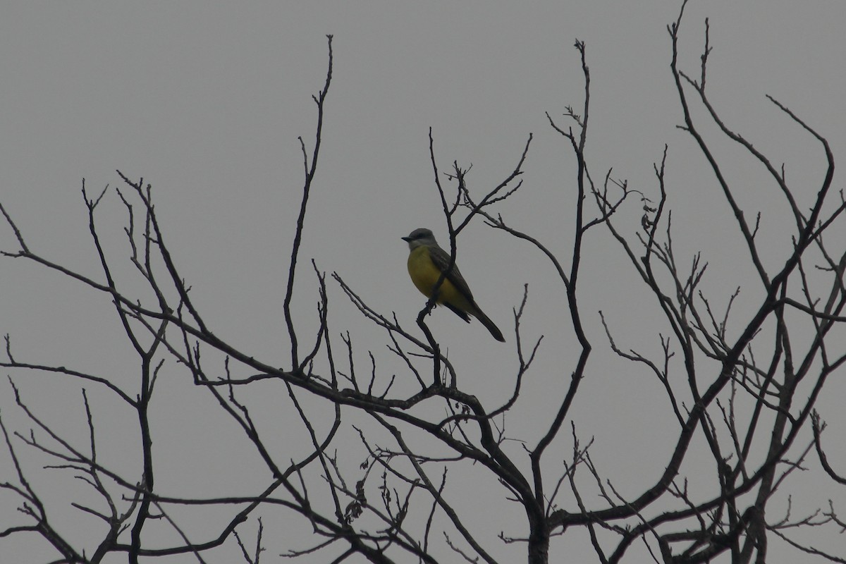 ヒガシオリーブタイランチョウ - ML651499038