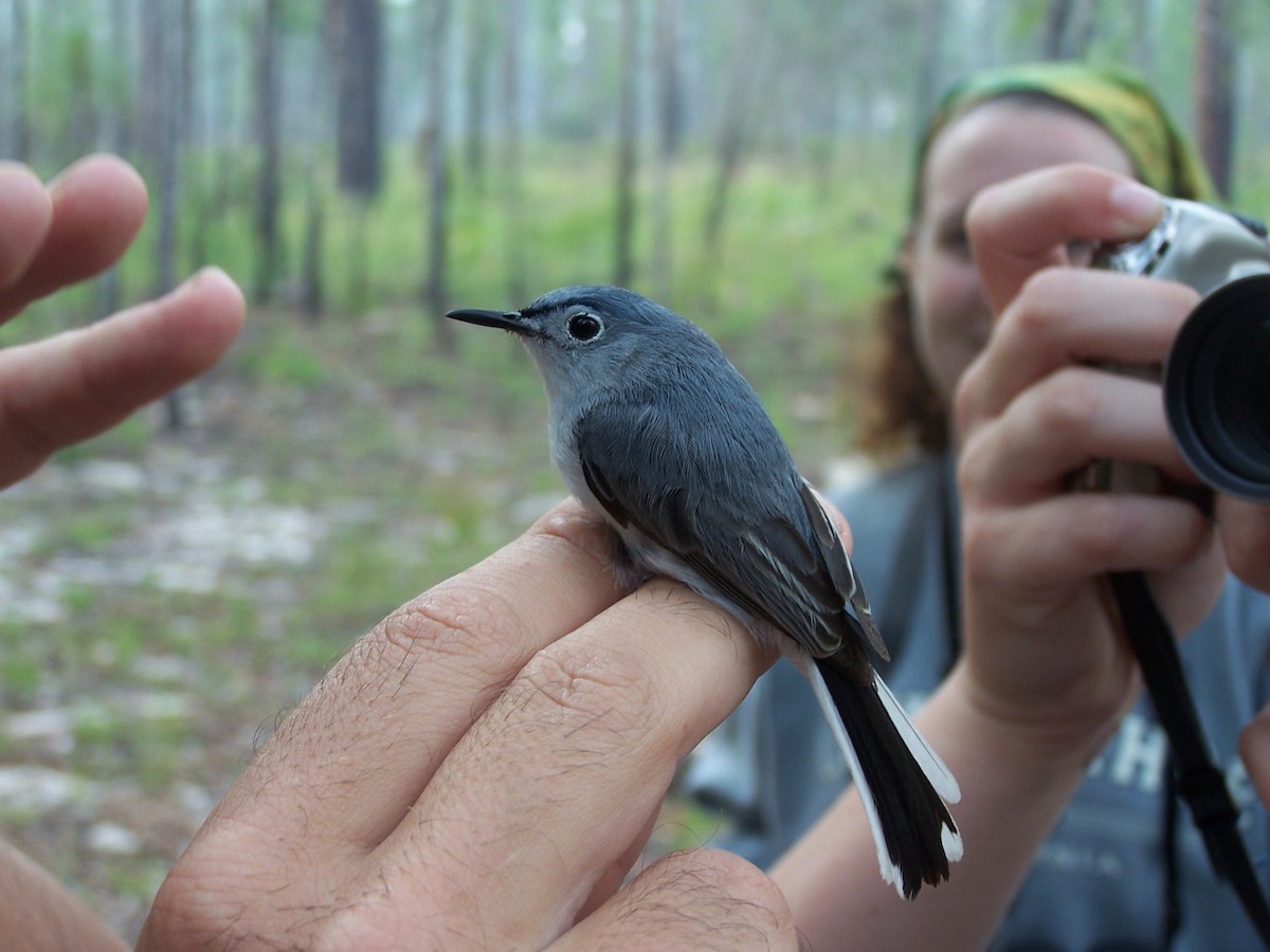 Perlita Grisilla (Oriental) - ML651499043