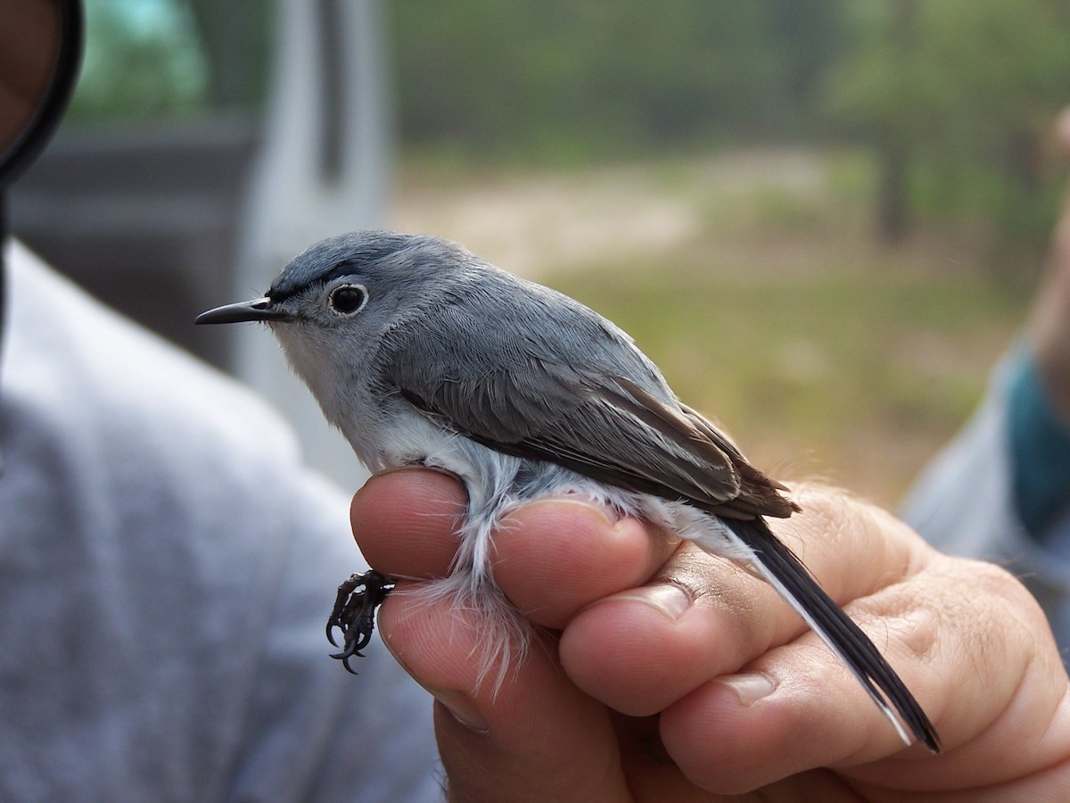 Perlita Grisilla (Oriental) - ML651499044
