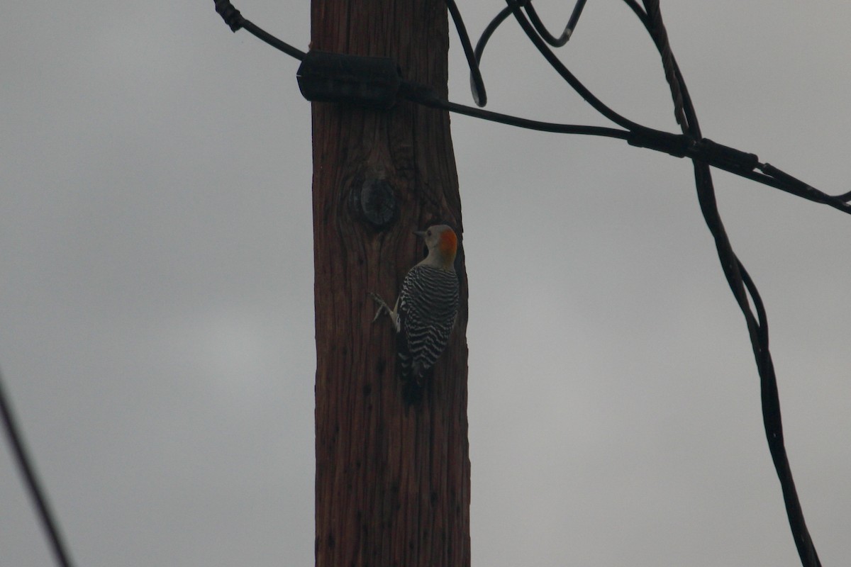 キバナシマセゲラ（aurifrons） - ML651499046