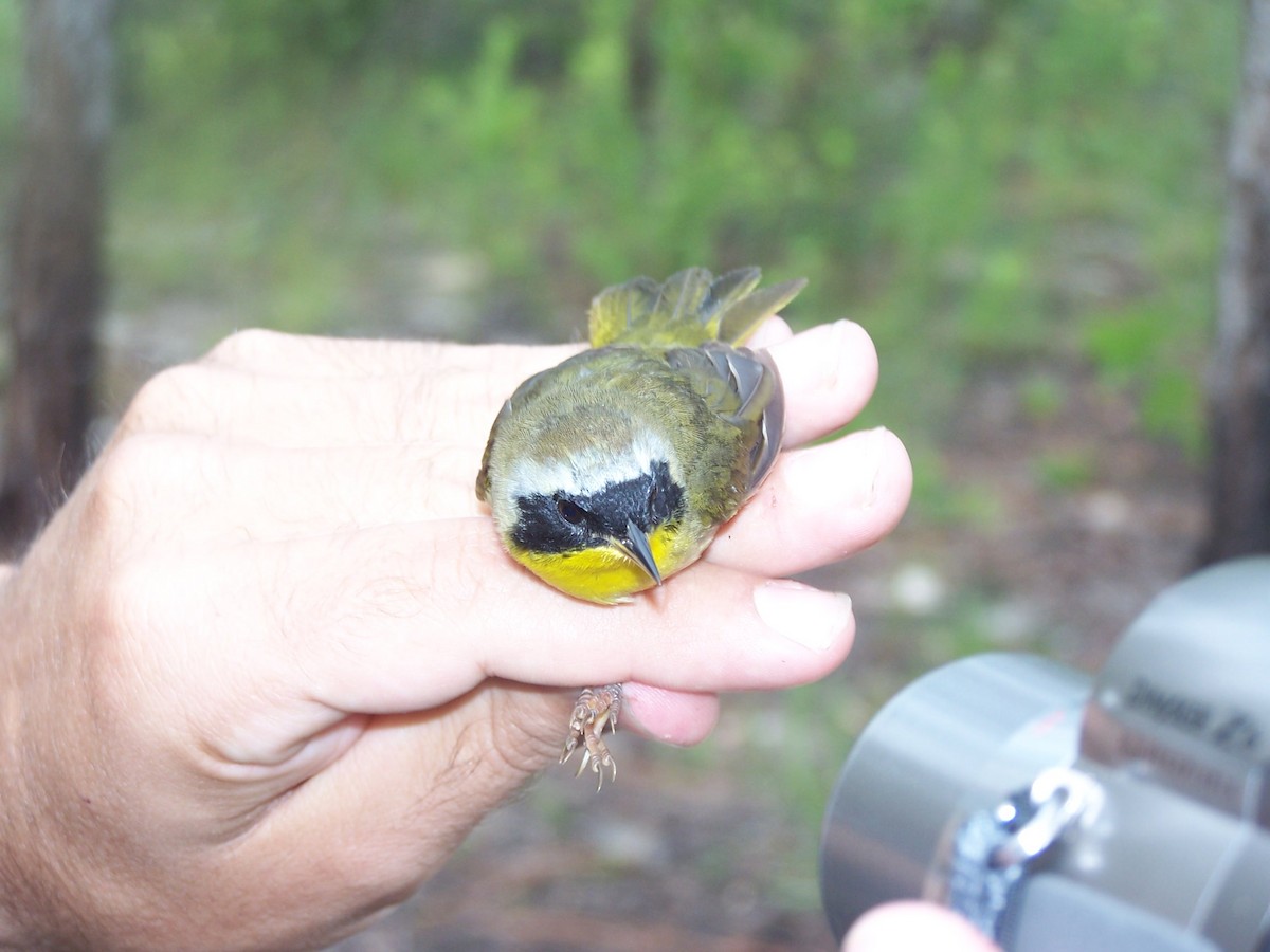 Mascarita Común (grupo trichas) - ML651499068