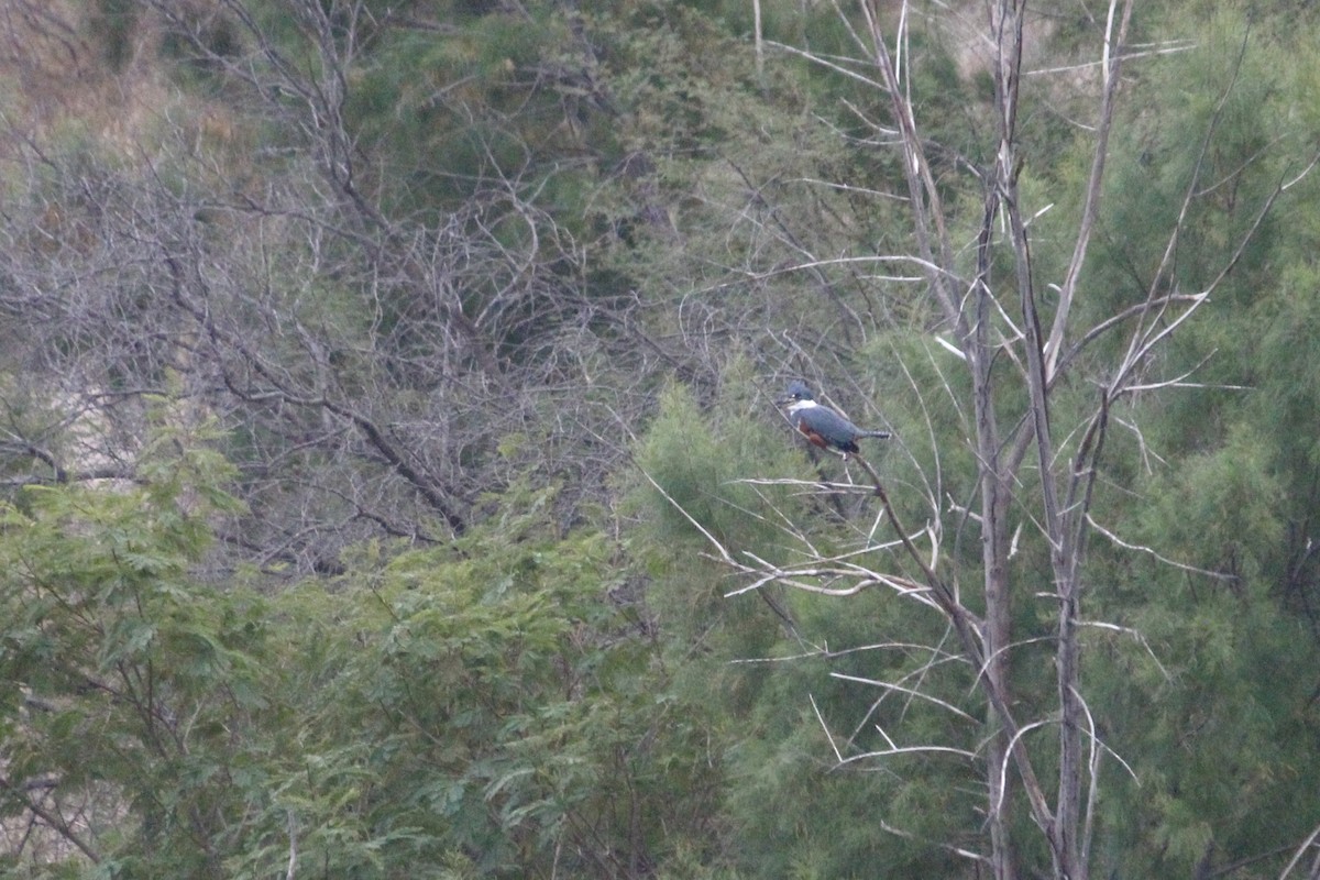 クビワヤマセミ - ML651499121