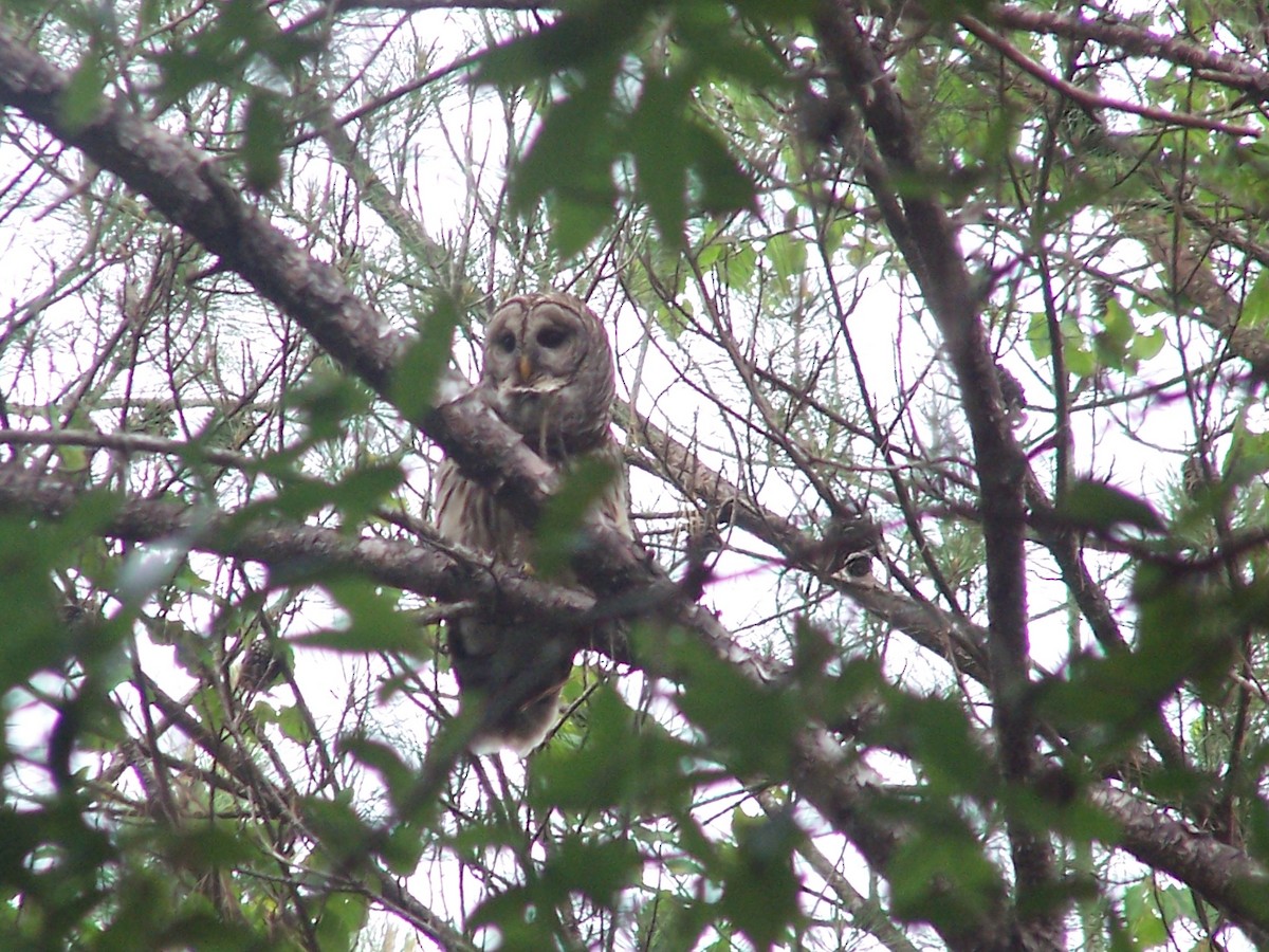 Cárabo Norteamericano - ML651499256