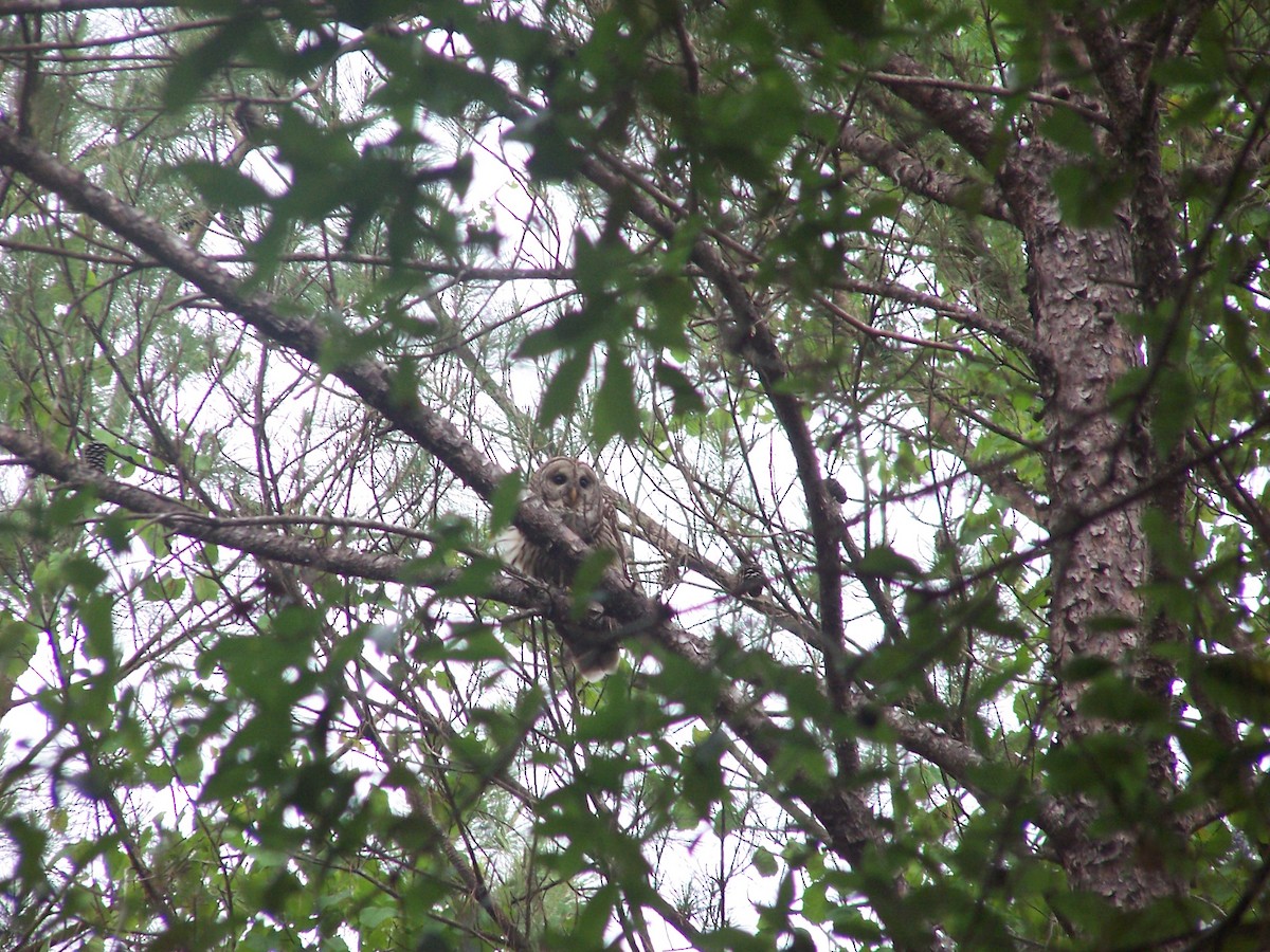 Cárabo Norteamericano - ML651499257