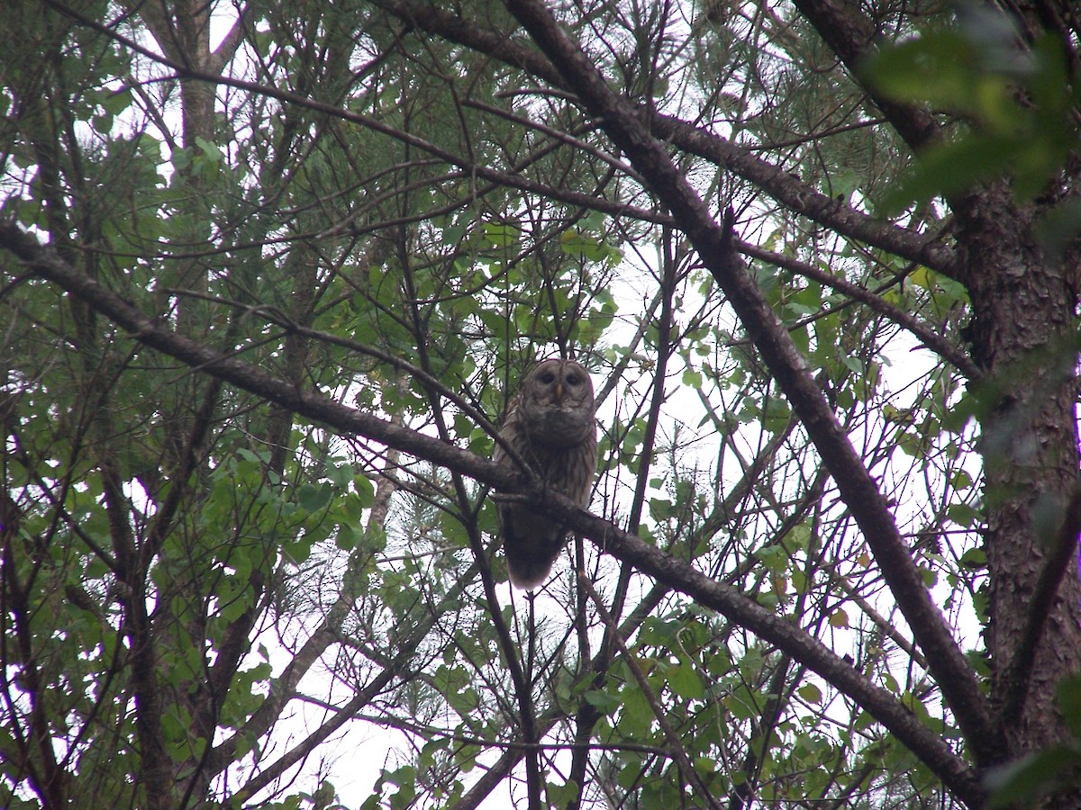 Cárabo Norteamericano - ML651499258