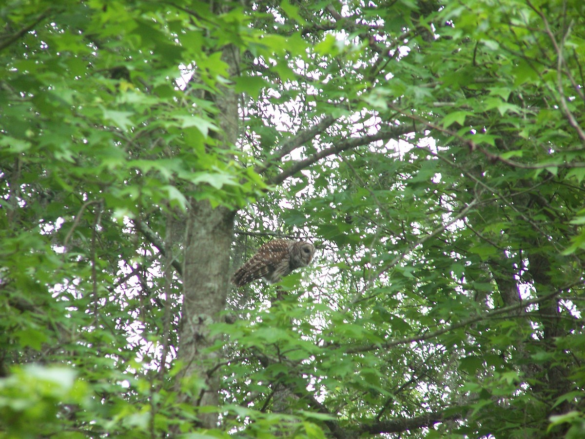 Cárabo Norteamericano - ML651499260