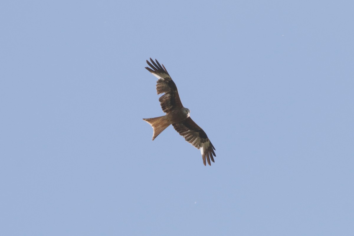 Red Kite - ML651500695