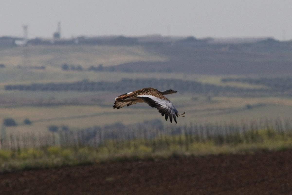 Great Bustard - ML651500716