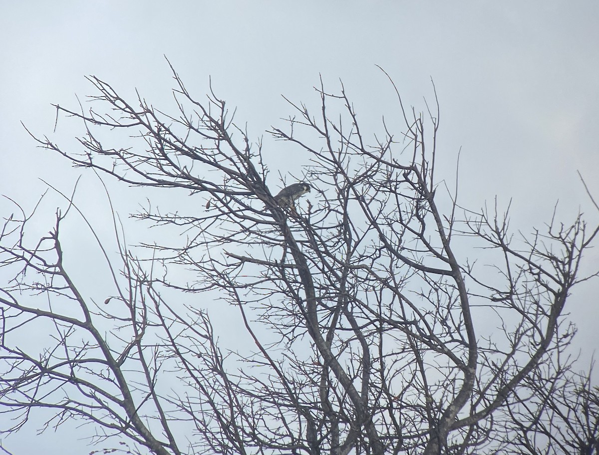 בז נודד - ML651500891