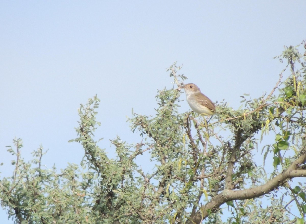 Fulvous-crowned Scrub-Tyrant - ML651502458