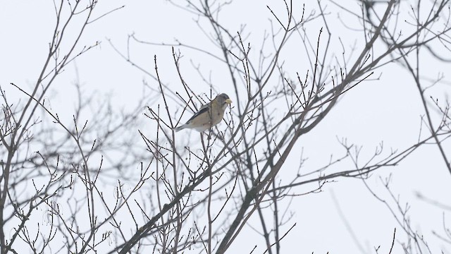 Evening Grosbeak (Eastern or type 3) - ML651502911
