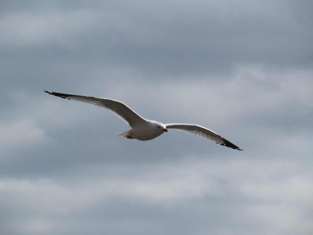 Ring-billed Gull - Ian Hearn