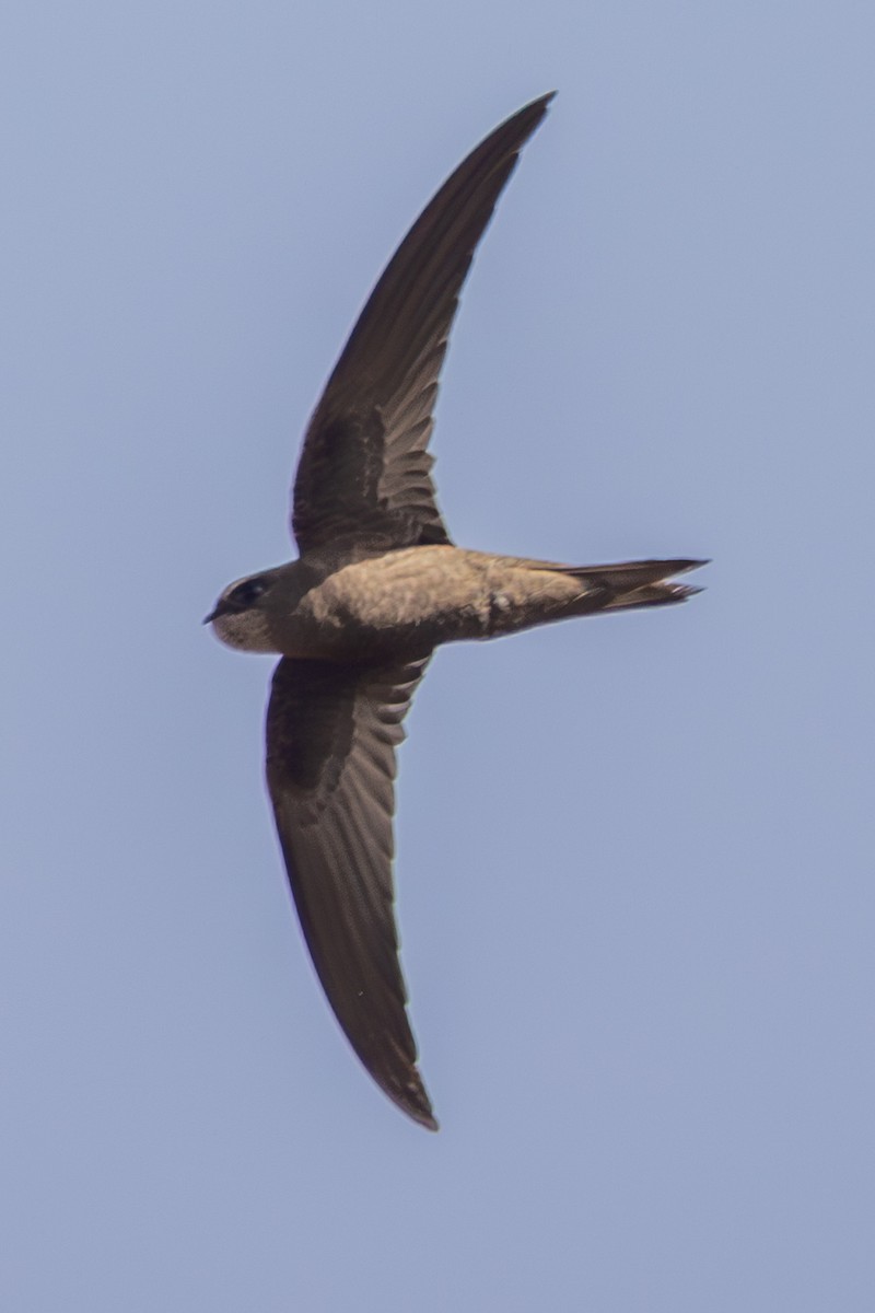 tårnseiler - ML651503903