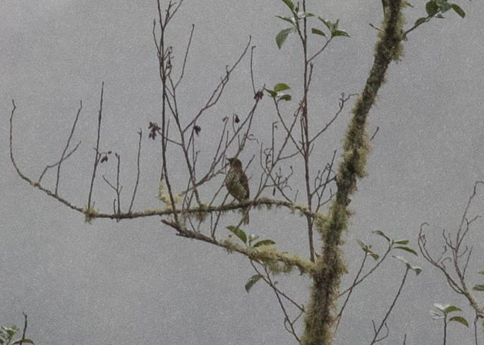 Chestnut-crested Cotinga - ML651504687