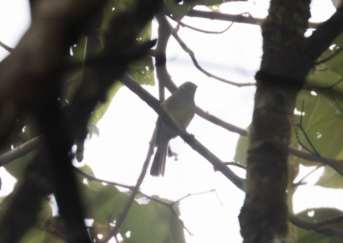 Inca Flycatcher - ML651504700