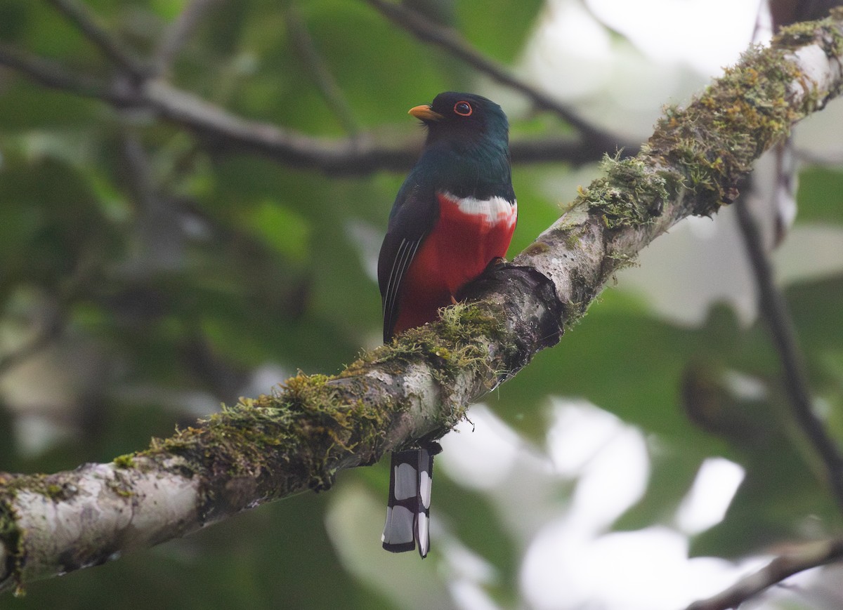 Masked Trogon - ML651504713