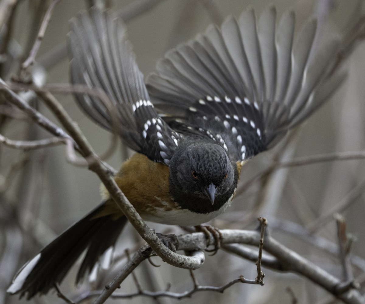 Spotted Towhee - ML651504880