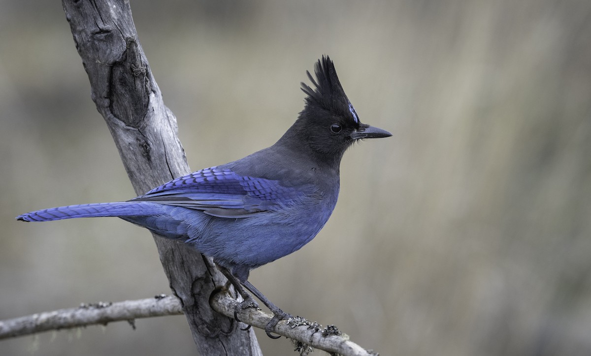 Steller's Jay - ML651504913
