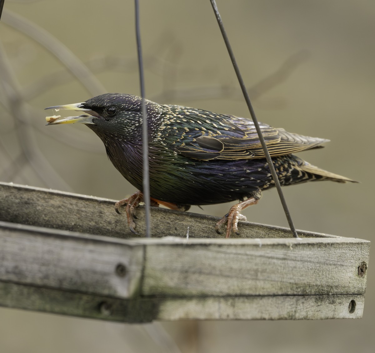 European Starling - ML651505514