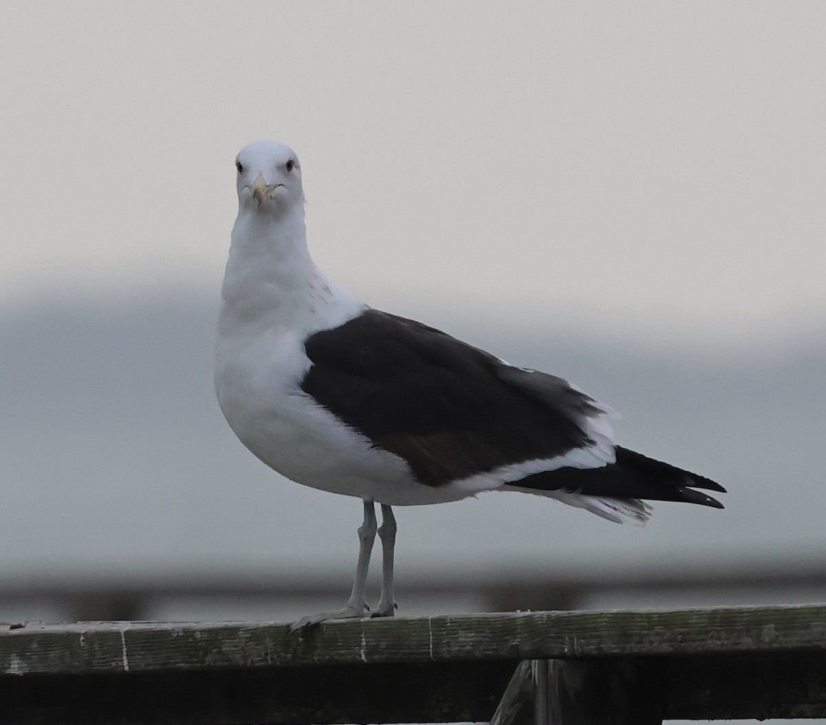 Kelp Gull - ML651505636