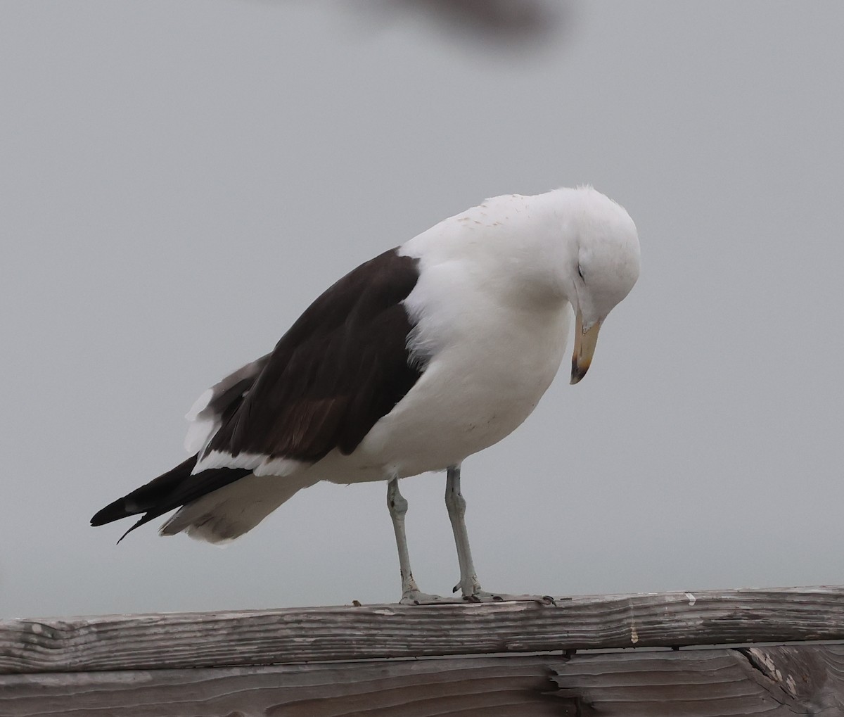 Kelp Gull - ML651505637