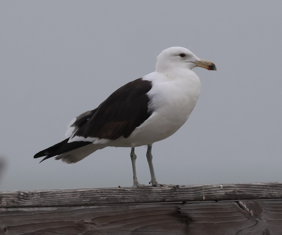 Kelp Gull - ML651505638