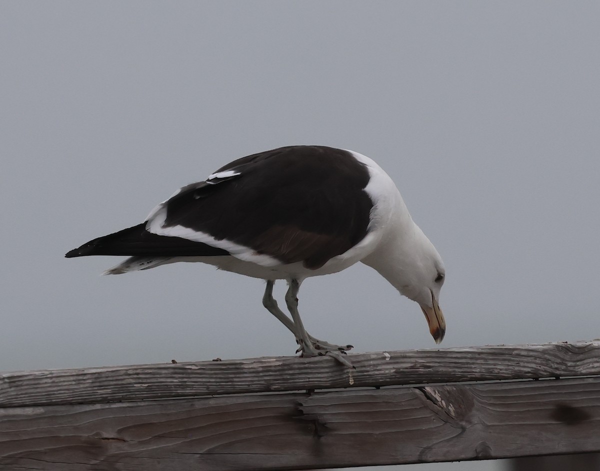 Kelp Gull - ML651505639