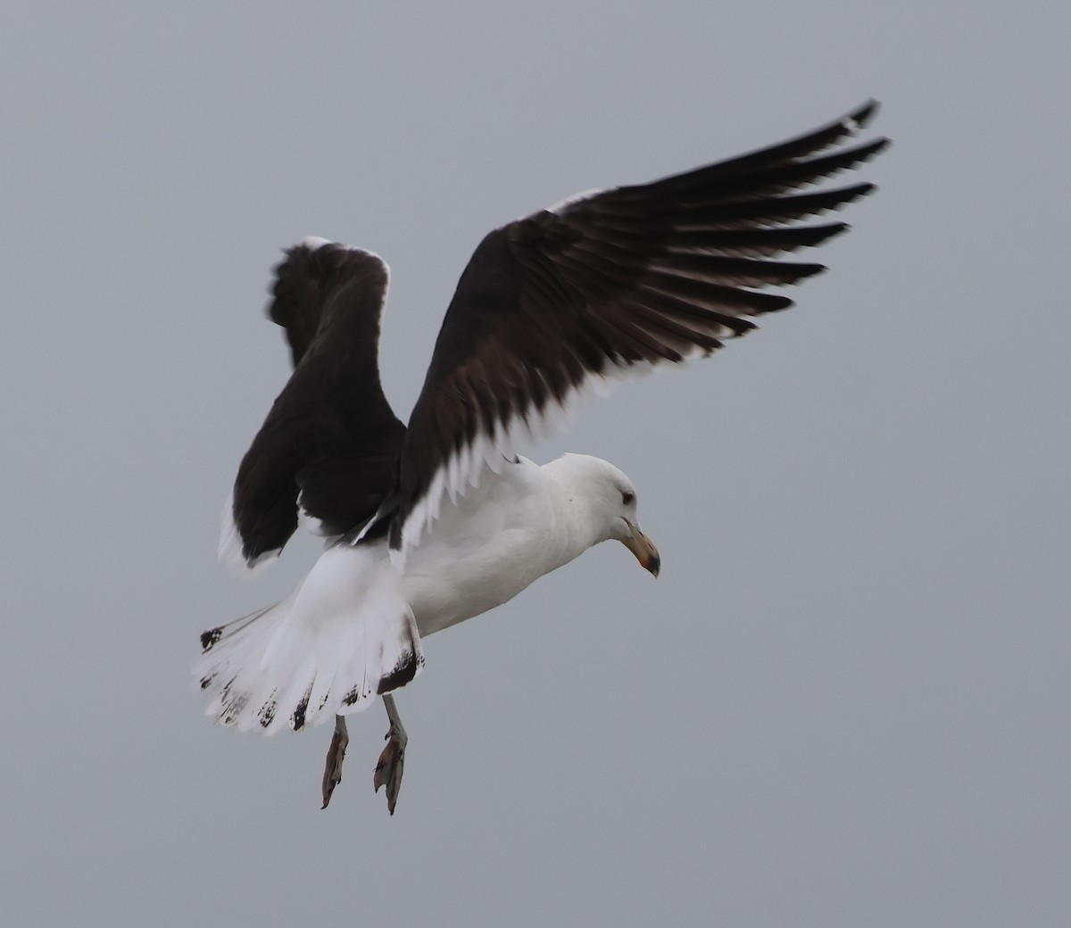 Kelp Gull - ML651505640