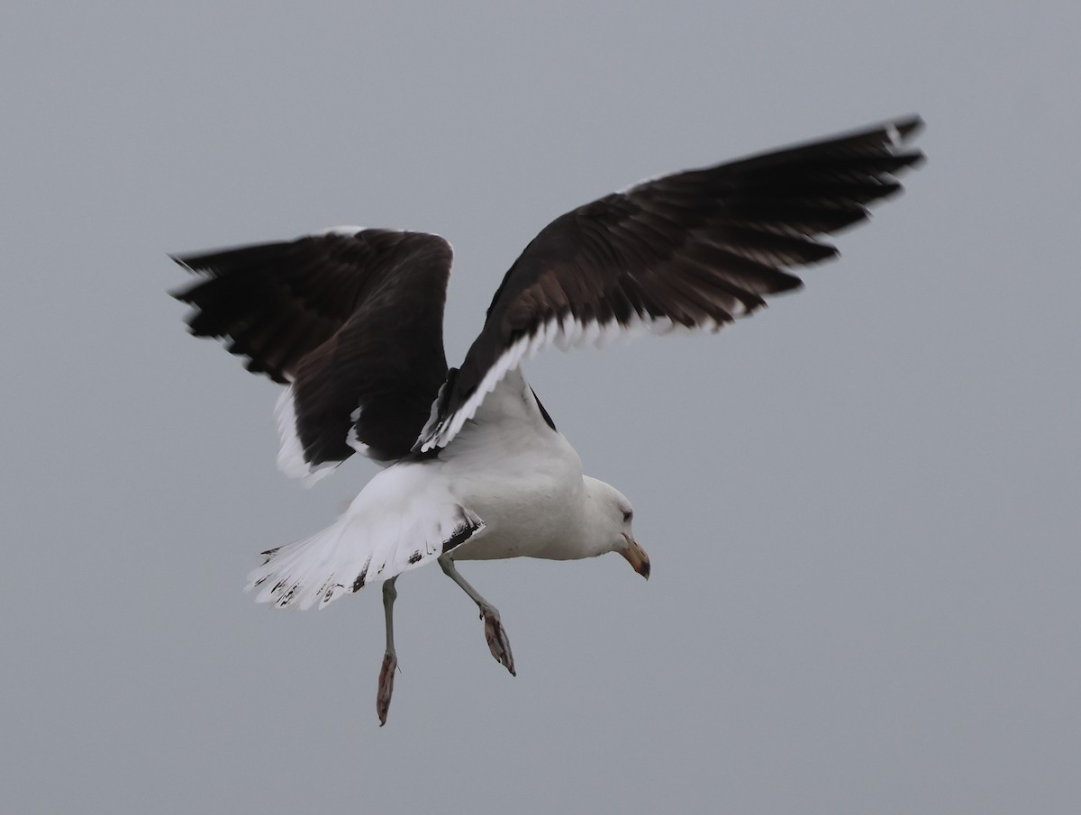 Kelp Gull - ML651505641