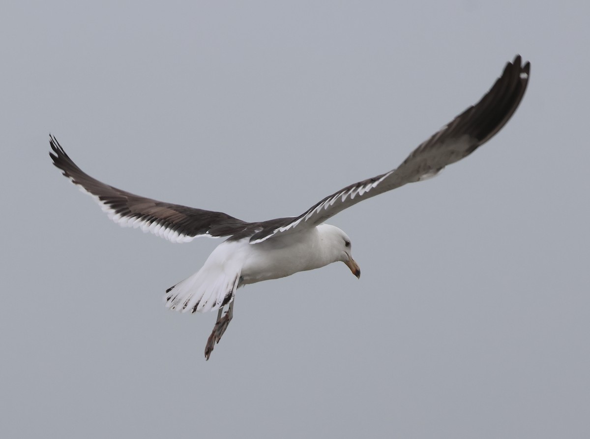 Kelp Gull - ML651505642