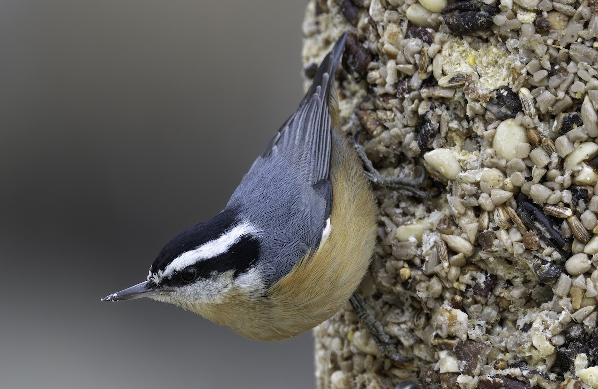Red-breasted Nuthatch - ML651505919