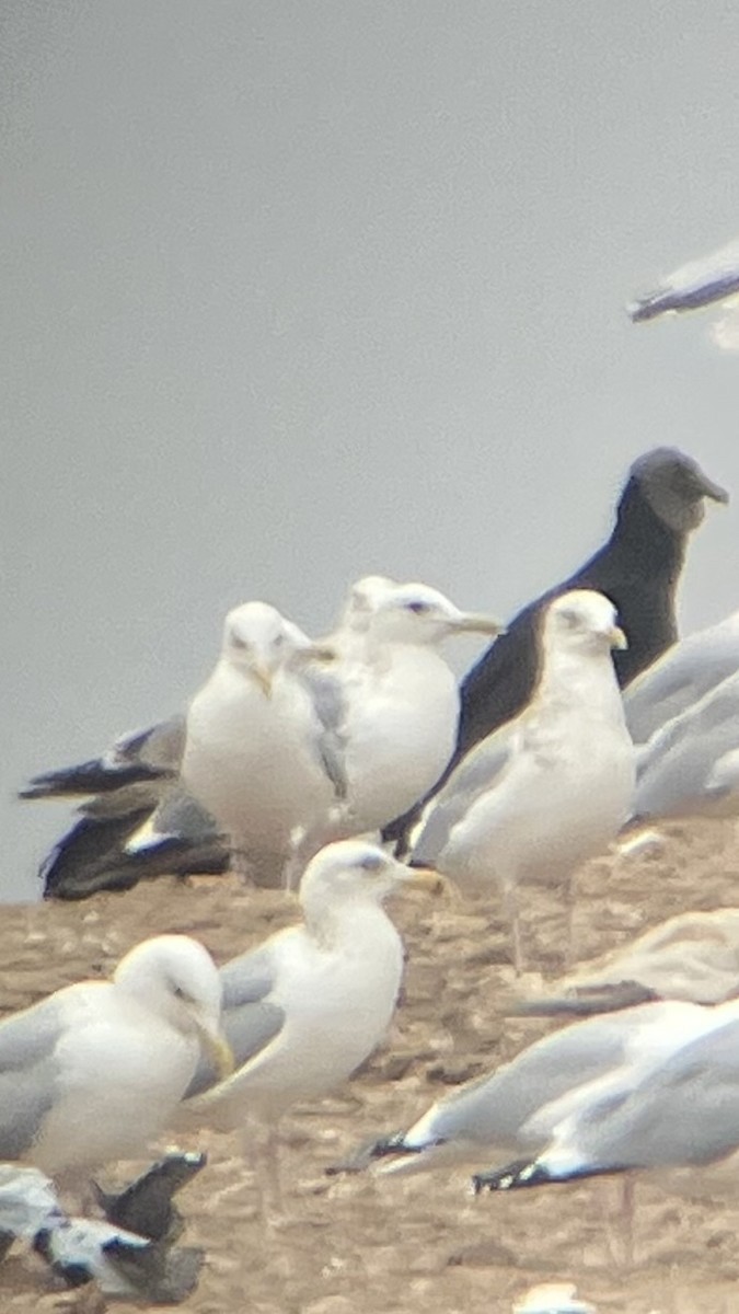 Vega Gull - ML651506331